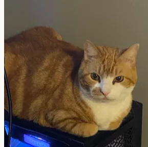 HudYT_'s tweet image. my cat is in fortnite!