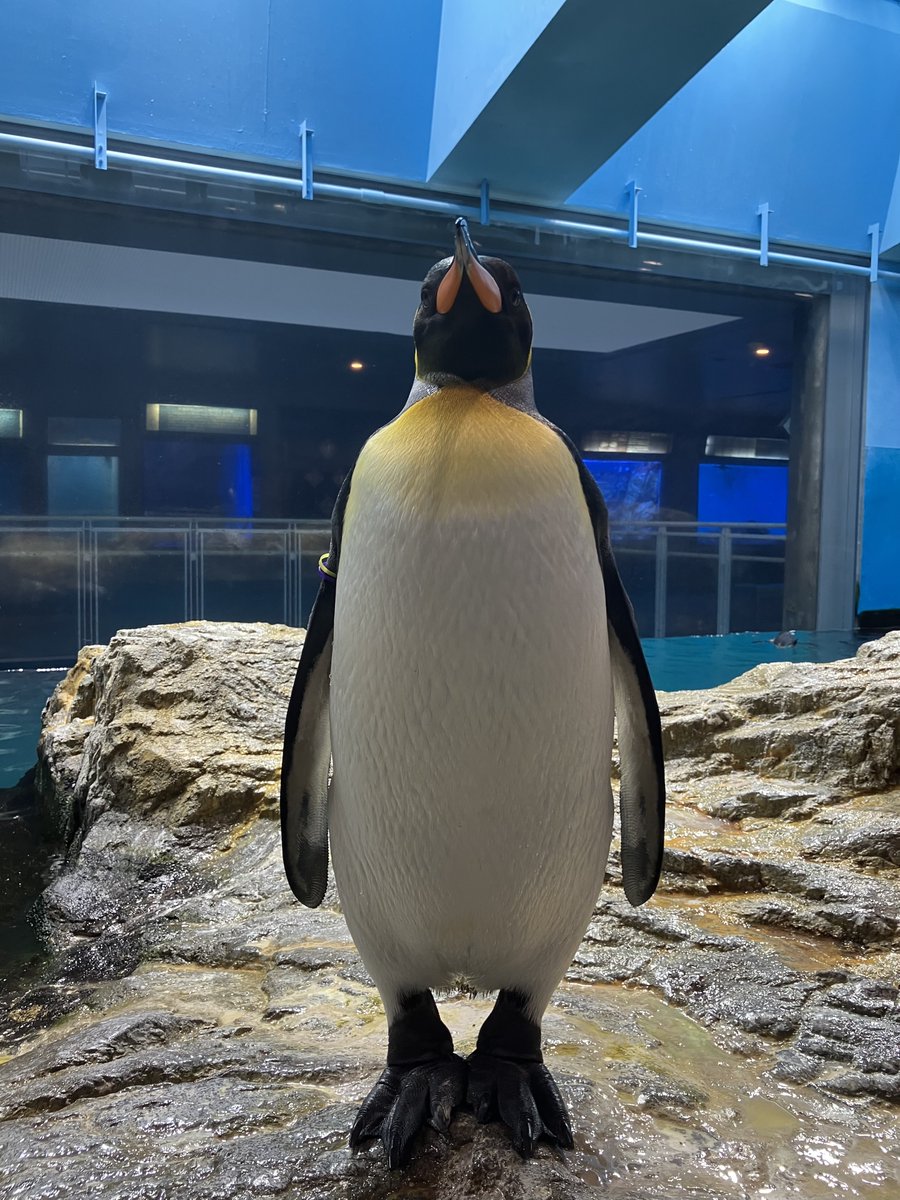 長崎ペンギン水族館【公式】 (@NagasakiPengin) / Posts / X