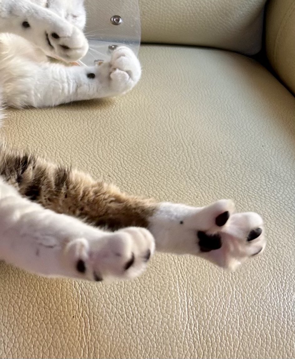 とらねこ🍺 (@chatoraneko) / Posts / X