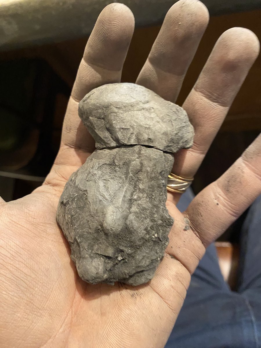 OfficialAGTwit's tweet image. Can anyone tell me what this is? Came out of Roof shale above a Coal Seam in Southern Stark County Ohio. #Fossil