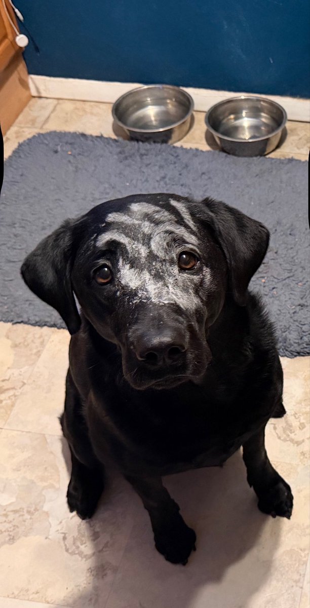 My Fiancé was making brownies tonight. She decided to do the White Hand Of Saruman  from the Lord Of The Rings on our Labrador. 😎