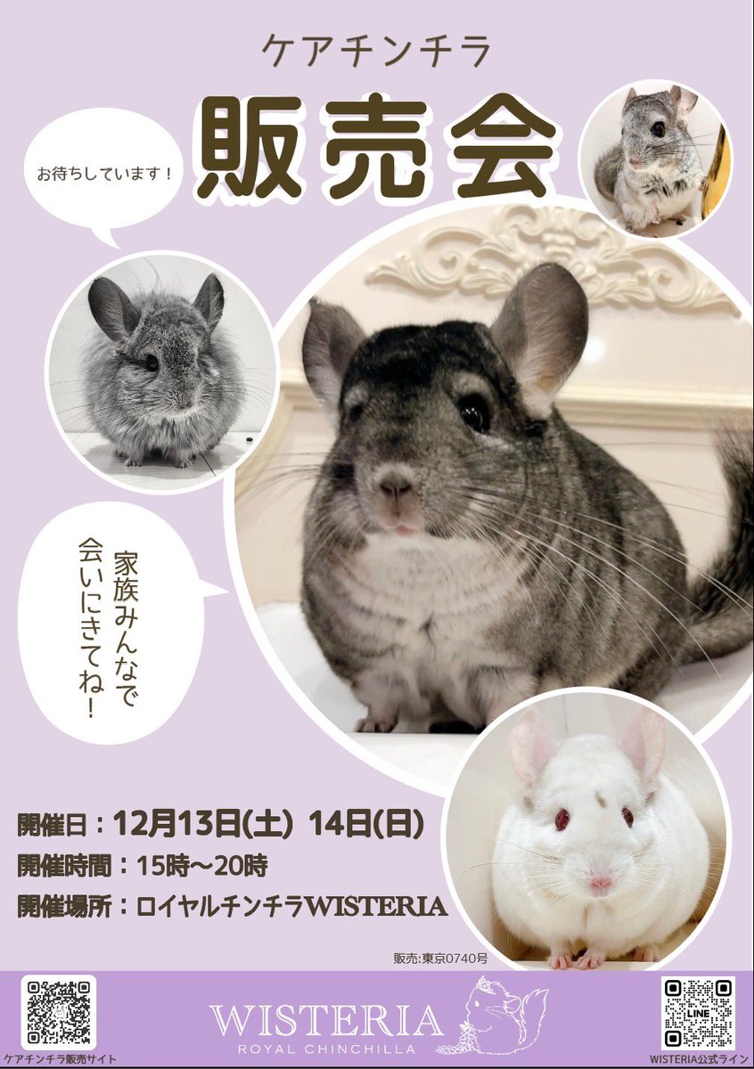 🐭ケアチンチラ販売会🏠 開催日：12月13日（土）14日（日） 開催時間