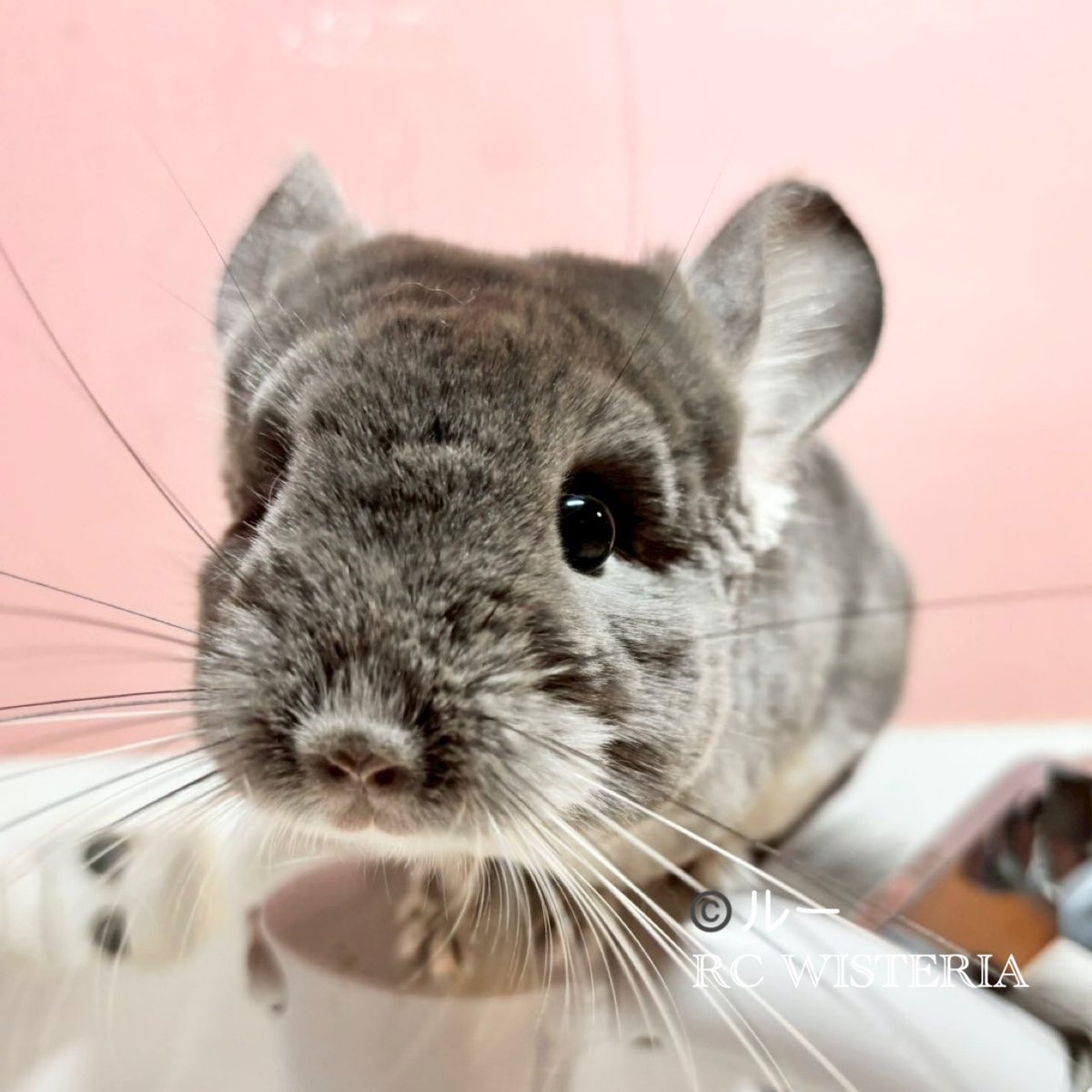 チロスケ✨様　12月 トリックスター / Ninja ZX-6R(24-25) 政府認証スリップオンマフラー