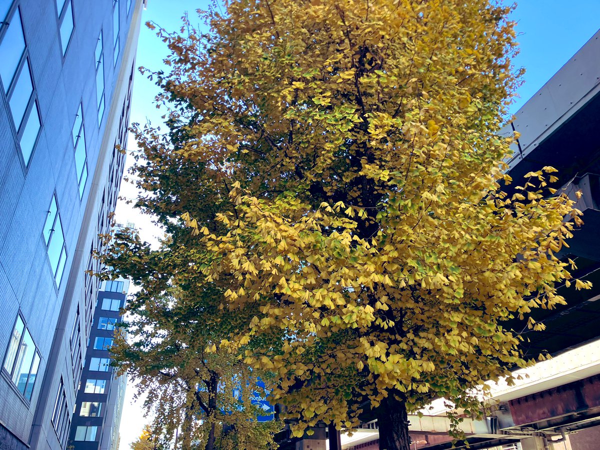 _haveatalk's tweet photo. イチョウの葉がたくさん散っている🍂と思って見上げたら、綺麗に色づいている木がたくさん☺️
最近下ばかり見ていたのかなとも思ったので、顔を上げていきます🙆‍♀️✨

#企業公式 #はば日常 #イチョウ #紅葉 #神田 #新日本橋 https://t.co/EKHMytLaqn