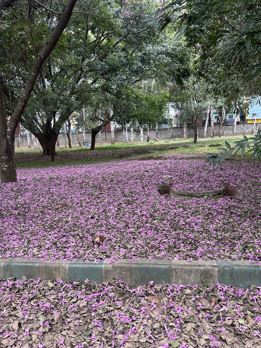 hemsdoc's tweet photo. Anyone with half a brain would choose this over a #tunnelroad……
#bengaluru #bangalore #trees #park
#savelalbagh….polluting infra can go to hell….
@ravikeerthi22 https://t.co/gGHzLNMBCz