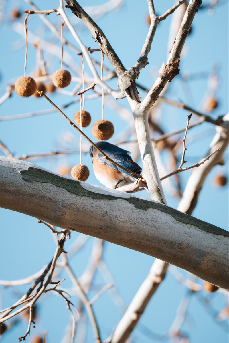 JamisonJPhoto's tweet image. Can you tell me what type of bird this is? 🐦 

Shot on the Fuji XH2, XF 150-600mm

#birdcpp #fujifilm #wildlifephotography #birding