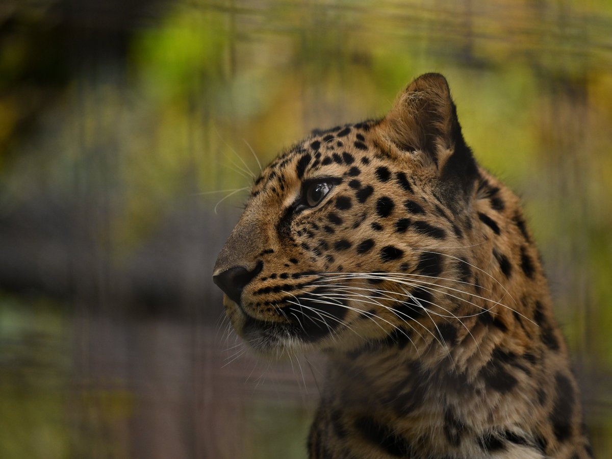 長～いヒゲ（髭・洞毛・感覚毛）
これだけ長いことの必要性について考えてしまう🧐
センス・オブ・ワンダー（Sense of Wonder）の世界
#アムールヒョウ #ズーラシア #leopard #ZOORASIA