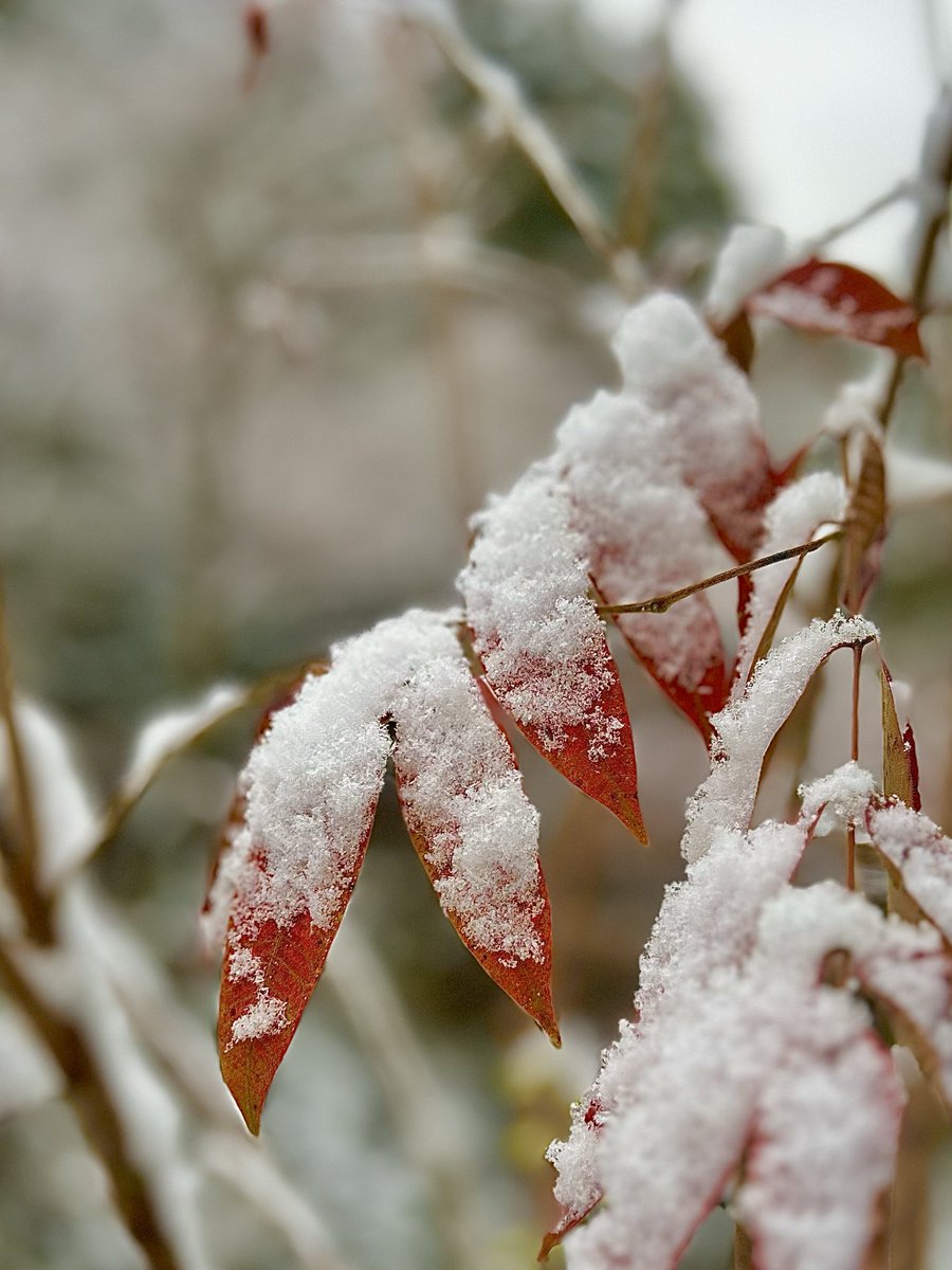 うっすら雪化粧となりました。
京都の奥座敷 鴨川源流。
荘厳静寂のなかゆっくりご参拝下さい。

#京都 #鴨川源流 #志明院 #雪景色