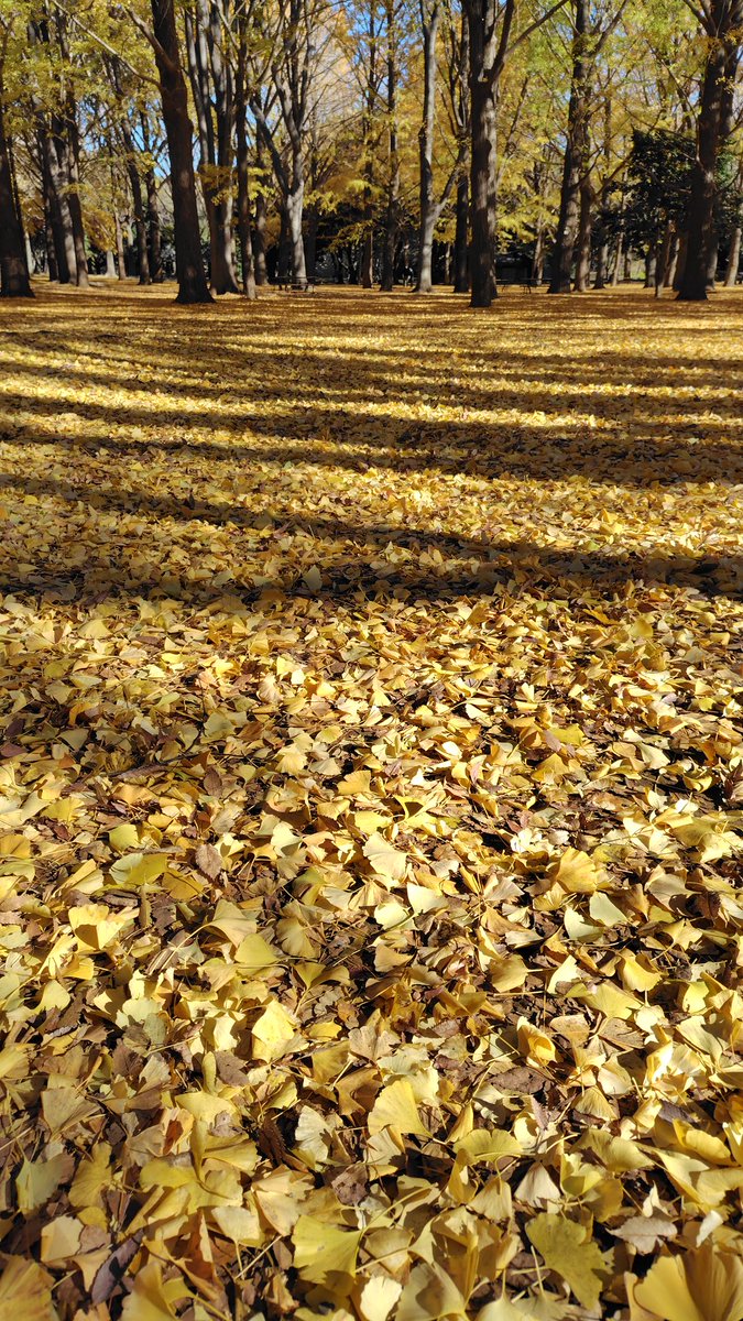 きょうのイチョウ
代々木公園のイチョウ葉。黄色いカーペットになっています。
 #写真が好きな人と繋がりたい #キリトリセカイ #東京カメラ部 #原宿
#代々木公園　#渋谷区　＃スマホ写真