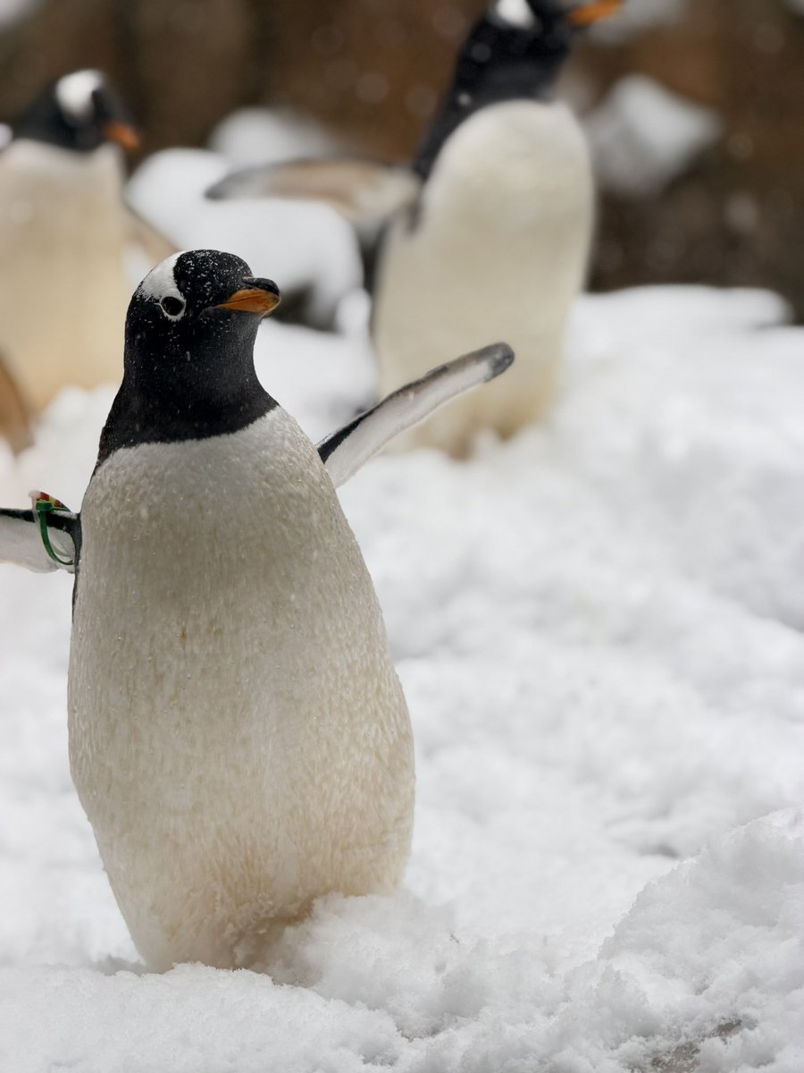 ペンギン 雪だぁーー✨ #ミナミジェンツーペンギン #penguin #ゴマフアザラシ