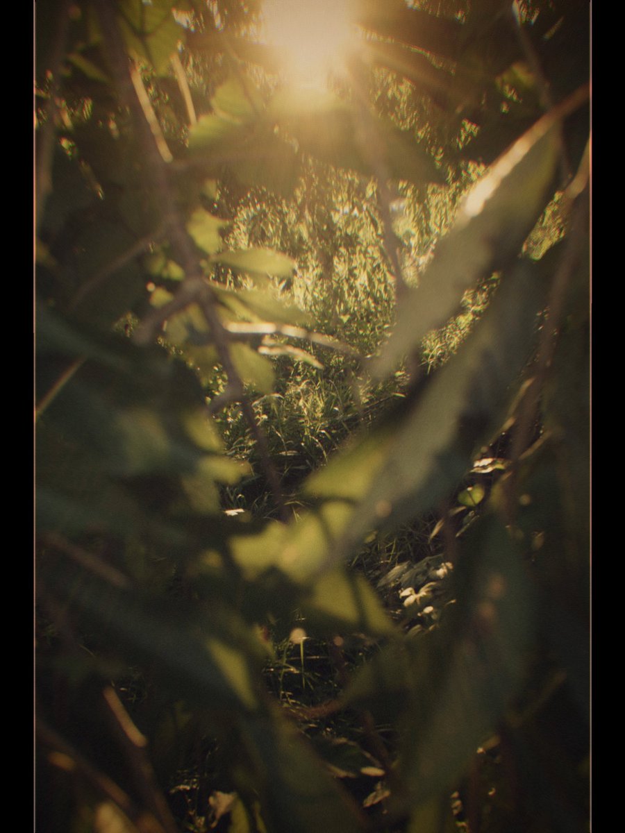 ありんこ (@_taru_tata) on Twitter photo 