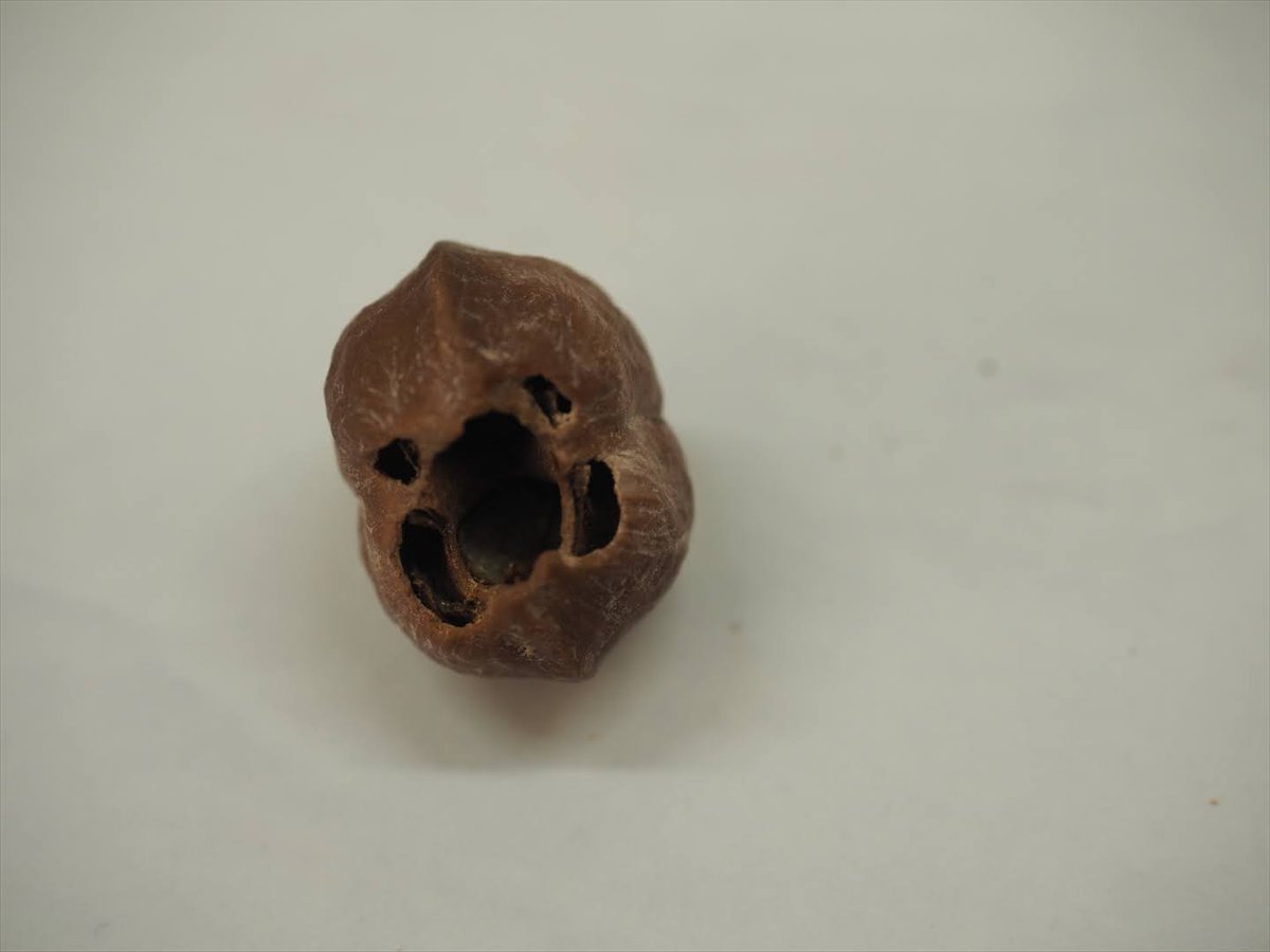 ムササビにもオニグルミを与えてみました。どうやら殻を割る労力と得られる報酬が見合わなかったのか、途中でやめてしまったようです。中身だけだったらどうなのか、試そうと思います。

#京都市動物園 #kyotocityzoo #オニグルミ #ムササビ #イチゴ #japanesewalnut #GiantFlyingSquirrel #ichigo