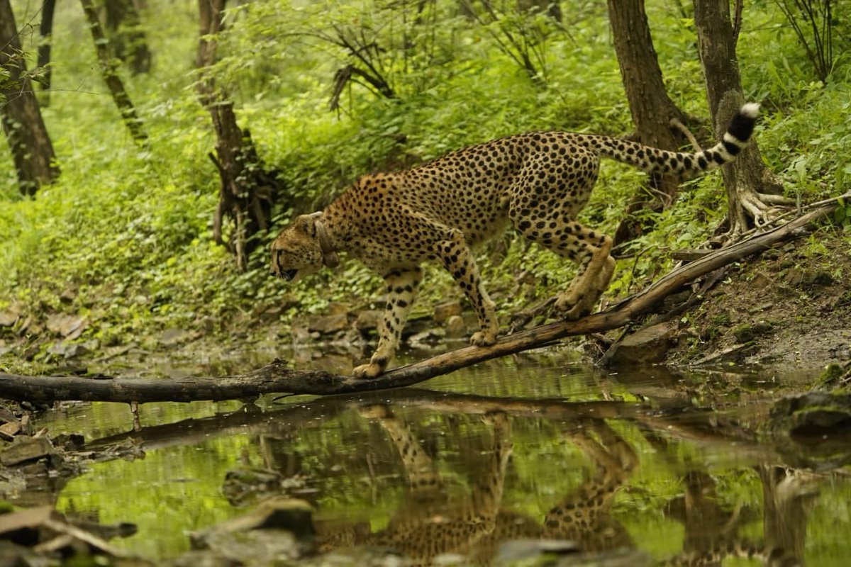 narendramodi's tweet image. On International Cheetah Day, my best wishes to all wildlife lovers and conservationists dedicated to protecting the cheetah, one of our planet’s most remarkable creatures. Three years ago, our Government launched Project Cheetah with the aim of safeguarding this magnificent…