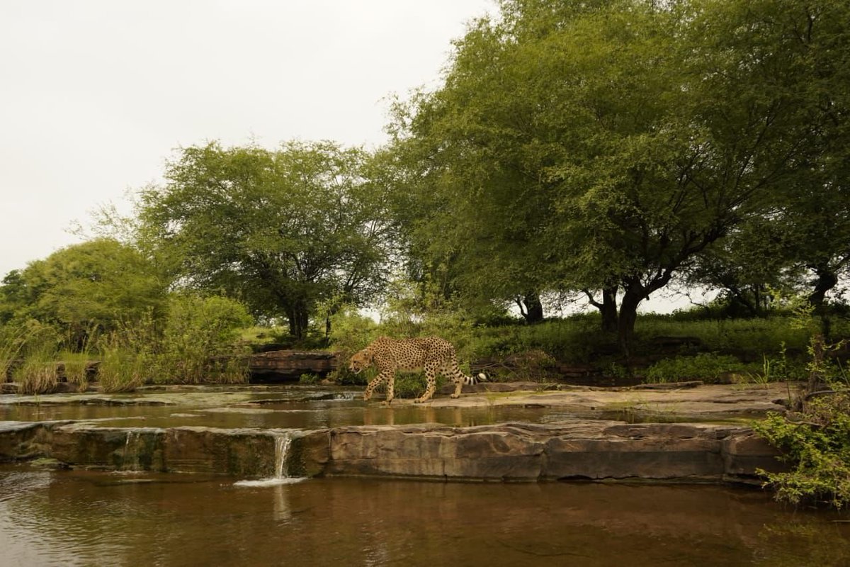 narendramodi's tweet image. On International Cheetah Day, my best wishes to all wildlife lovers and conservationists dedicated to protecting the cheetah, one of our planet’s most remarkable creatures. Three years ago, our Government launched Project Cheetah with the aim of safeguarding this magnificent…