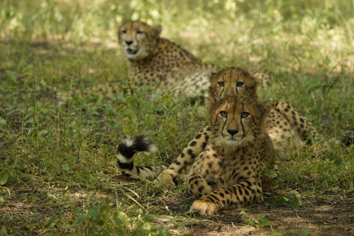 narendramodi's tweet image. India is proud to be home to several cheetahs, and a significant number of them are born on Indian soil. Many of them now thrive in the Kuno National Park and the Gandhi Sagar Sanctuary. It is heartening to see cheetah tourism growing in popularity as well. I encourage more…