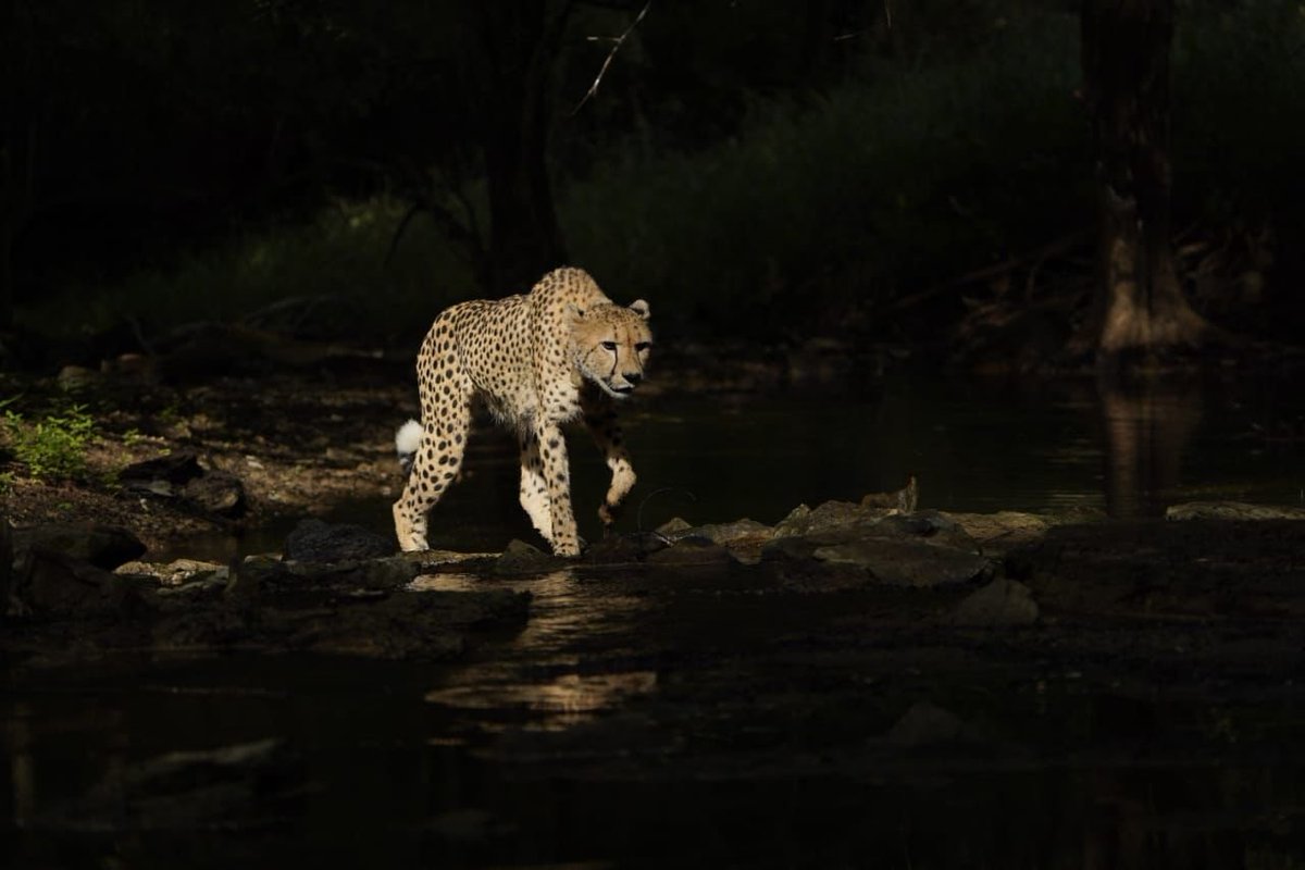 narendramodi's tweet image. India is proud to be home to several cheetahs, and a significant number of them are born on Indian soil. Many of them now thrive in the Kuno National Park and the Gandhi Sagar Sanctuary. It is heartening to see cheetah tourism growing in popularity as well. I encourage more…