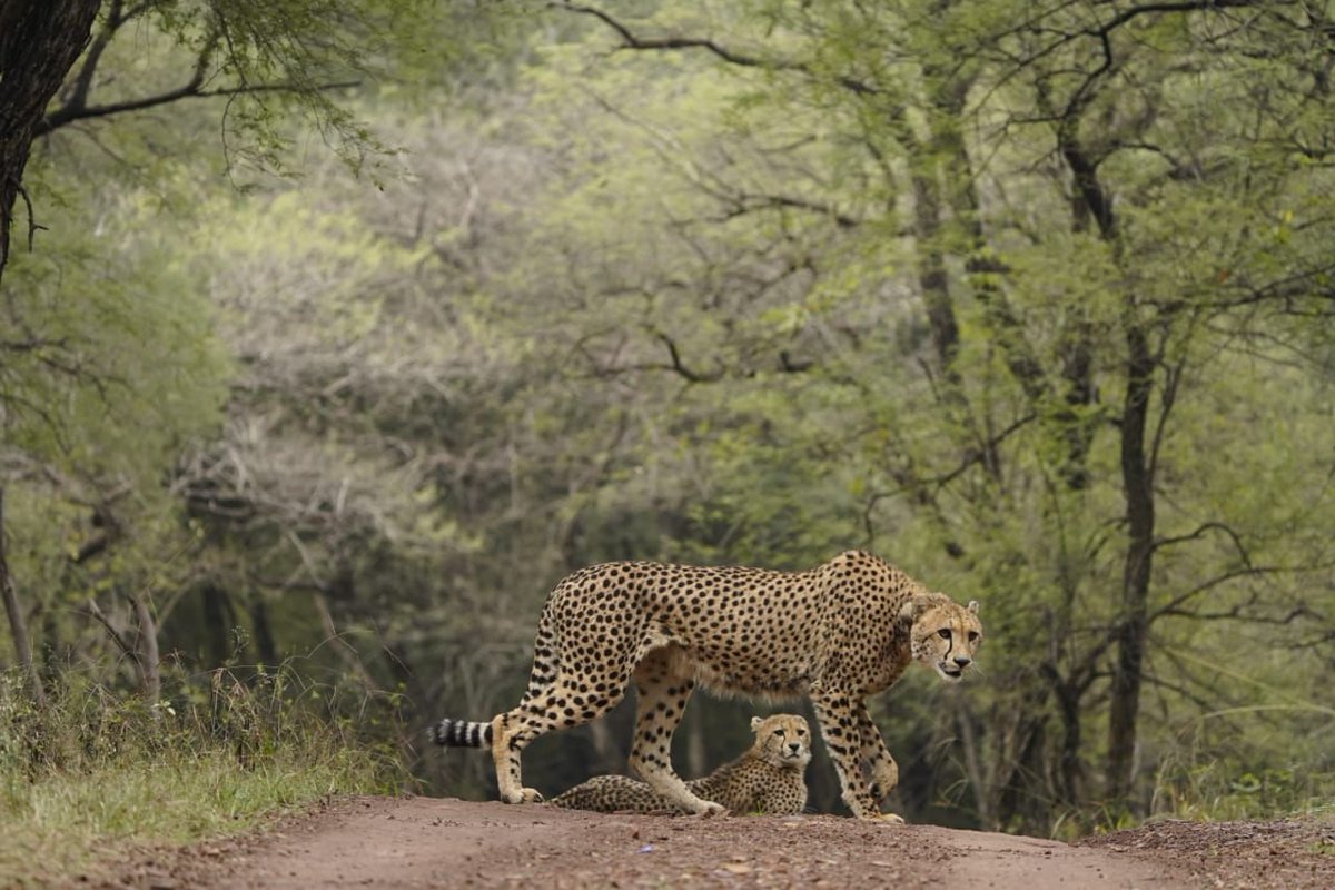 narendramodi's tweet image. India is proud to be home to several cheetahs, and a significant number of them are born on Indian soil. Many of them now thrive in the Kuno National Park and the Gandhi Sagar Sanctuary. It is heartening to see cheetah tourism growing in popularity as well. I encourage more…