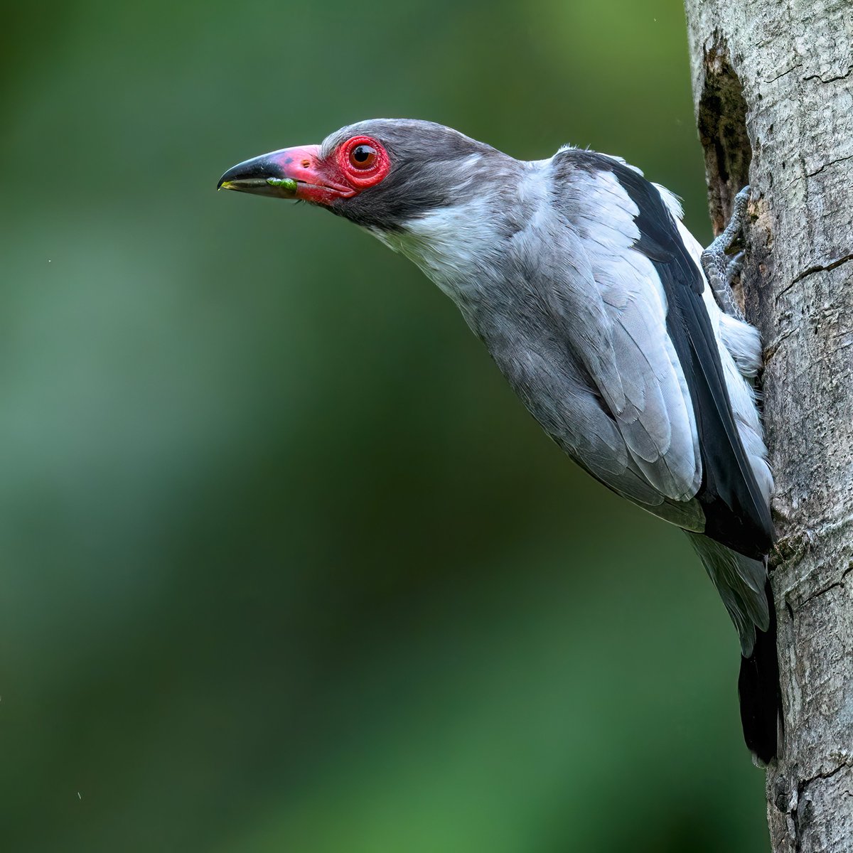 Anil Safaya tweet media