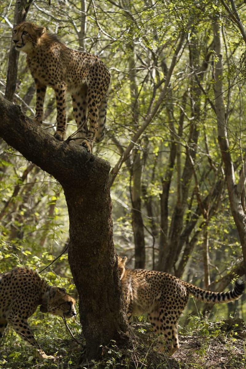 India is proud to be home to several cheetahs, and a significant number of them are born on Indian soil. Many of them now thrive in the Kuno National Park and the Gandhi Sagar Sanctuary. It is heartening to see cheetah tourism growing in popularity as well. I encourage more
