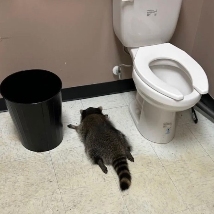 CerfiaFR's tweet photo. 🇺🇸🦝🍾 INSOLITE | Un raton laveur s'est introduit par effraction dans un magasin d'alcools en Virginie et s'est évanoui dans les toilettes. Il a ensuite passé sa "gueule de bois" dans un refuge. https://t.co/7XNvkwjSlM
