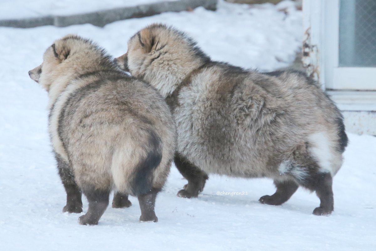 冬たぬケツはより良い #北きつね牧場