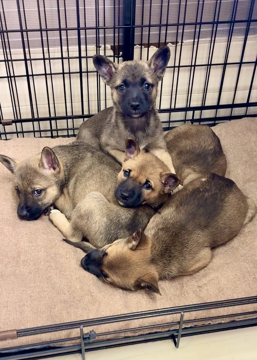 chutaro (@chutaro95866546) / Posts / X