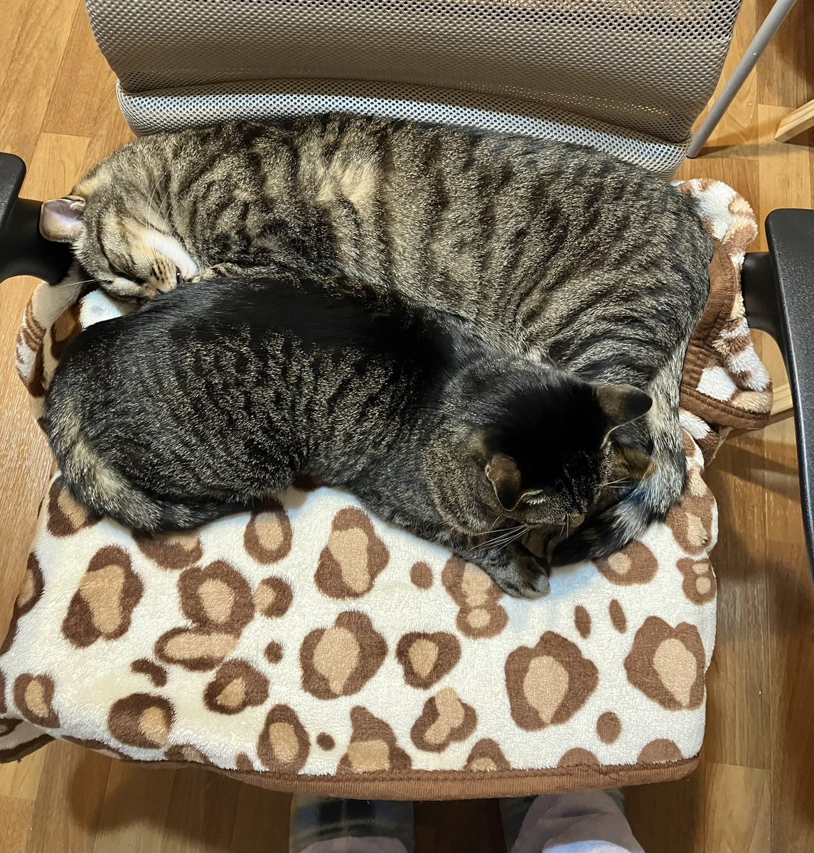 bubuchiyo (@bubuchiyo) / Posts / X