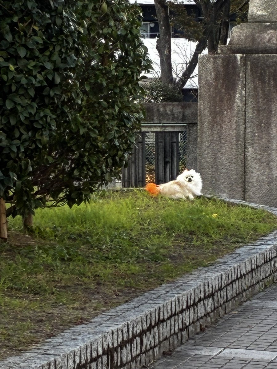 LockTTV's tweet image. なんか絶対人の犬なのに、交差点の横の芝生に寝てる犬がおった。
尻尾オレンジやし、散歩ついでにここに放されるのが日常なのかな？

横大通りやから怖いな

かわい