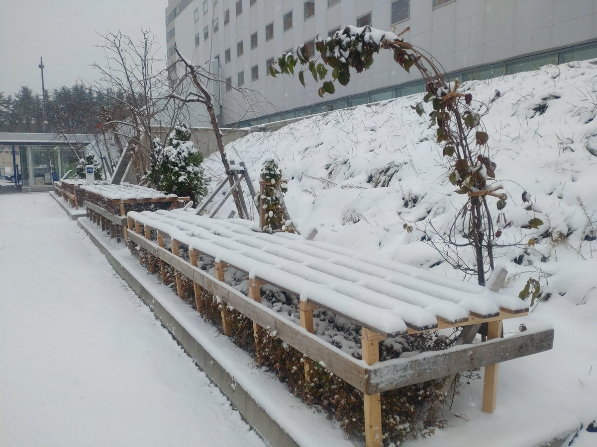 青森市役所本庁舎でも、樹木の #冬囲い が終わりました⛄️
冬囲いは、枝を縄でまとめたり木などで囲んだりして、冬の寒さや雪の重みによる枝折れから樹木を守ります🌳
昨日からの積雪で、さっそく活躍しています💪