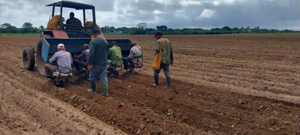 eterreroc's tweet image. La siembra de papa de la campaña 2025/2026 comenzó hoy en la #IslaDeLaJuventud, en el polo productivo Capitán Lawton donde quedarán plantadas en un lapsus de tres días las 10 hectáreas asignadas al territorio. 
#SentirPinero
#PoderPopular