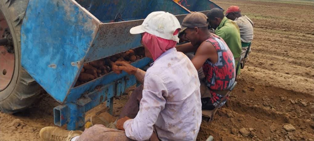 eterreroc's tweet image. La siembra de papa de la campaña 2025/2026 comenzó hoy en la #IslaDeLaJuventud, en el polo productivo Capitán Lawton donde quedarán plantadas en un lapsus de tres días las 10 hectáreas asignadas al territorio. 
#SentirPinero
#PoderPopular