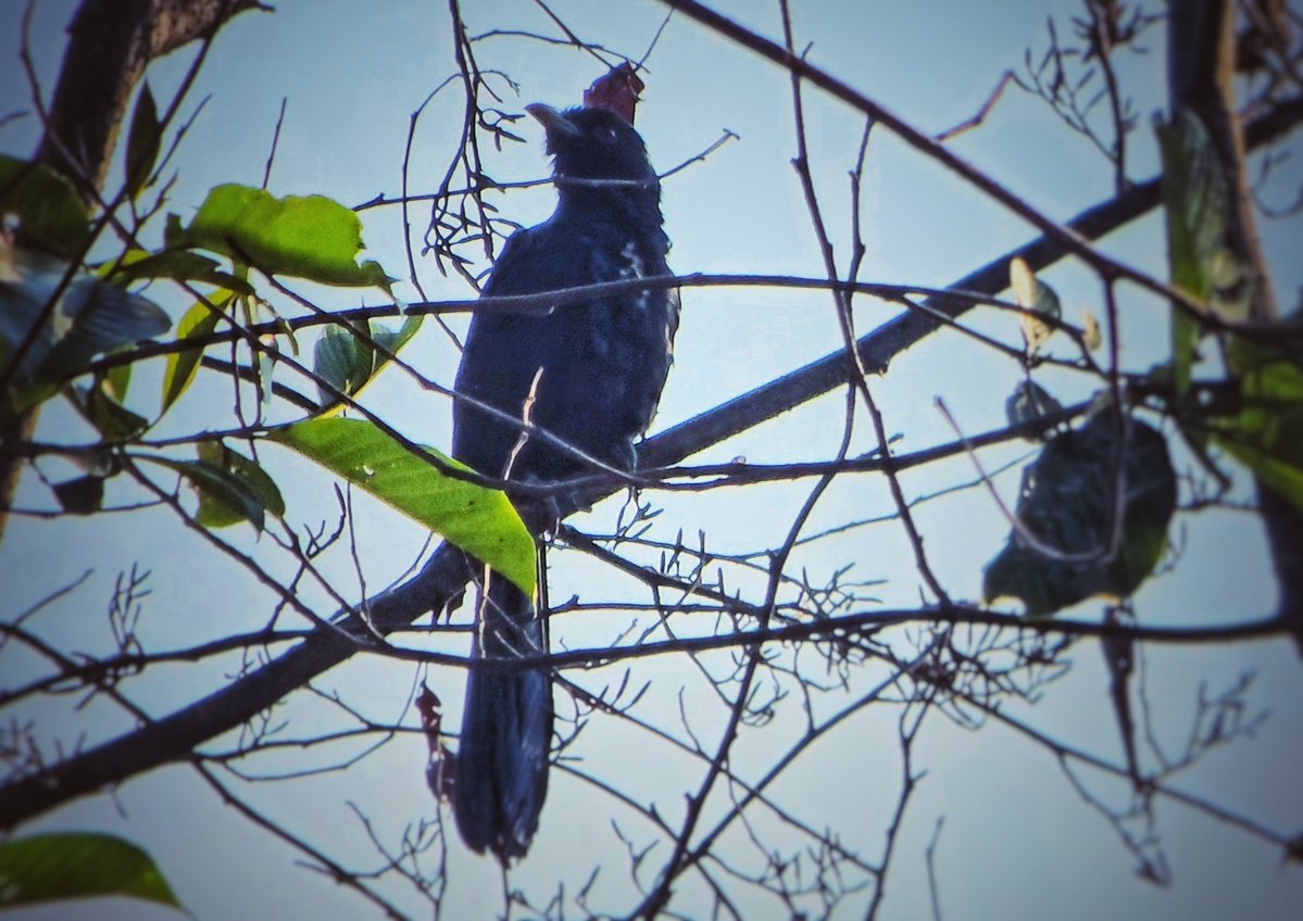 SachinAcharya's tweet image. Majestic male Asian Koel basking in the sunlight early morning.
#wildlifephotography #photography #Nature #BBCWildlifePOTD #birding #BirdsOfX #TwitterNatureCommunity #ThePhotoHour #StormHour #EarthCurated #theglobalphotocommunity #VSCO #PerfectPixels #withGalaxy #ShotOnSnapdragon