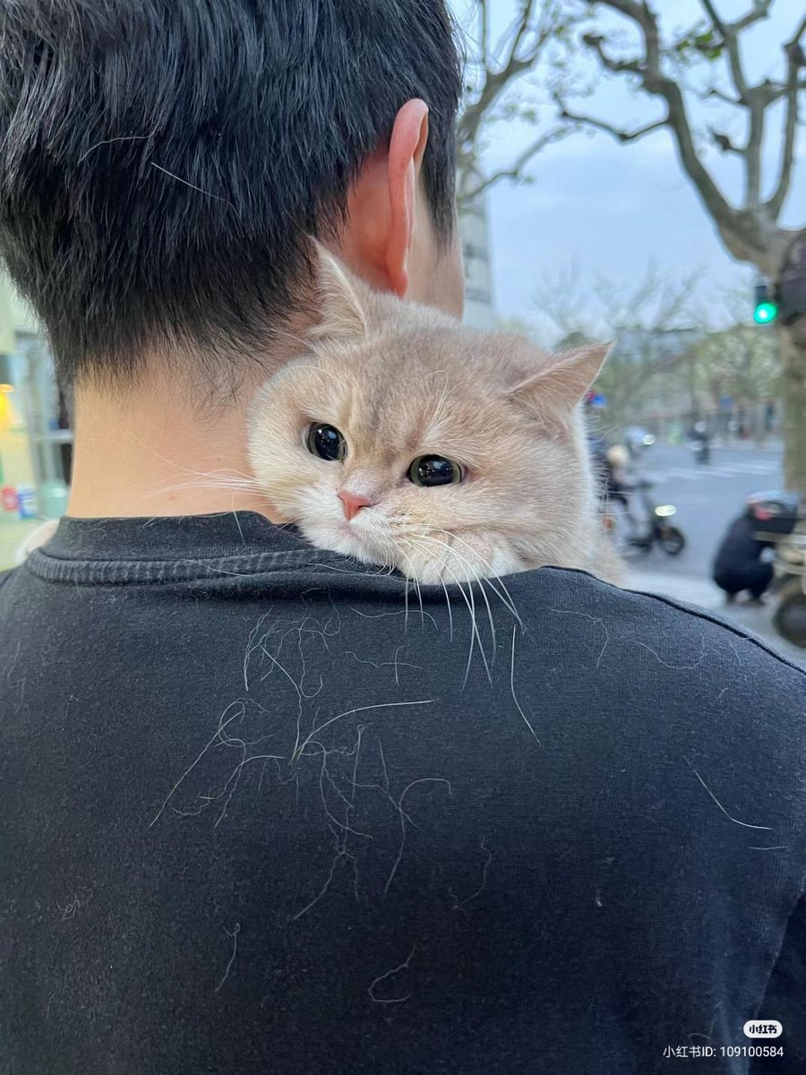 No Context Cats tweet media