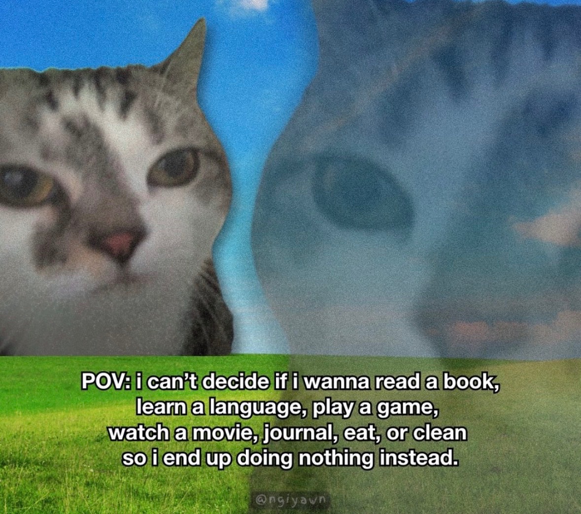 raccoonesthetic's tweet image. 