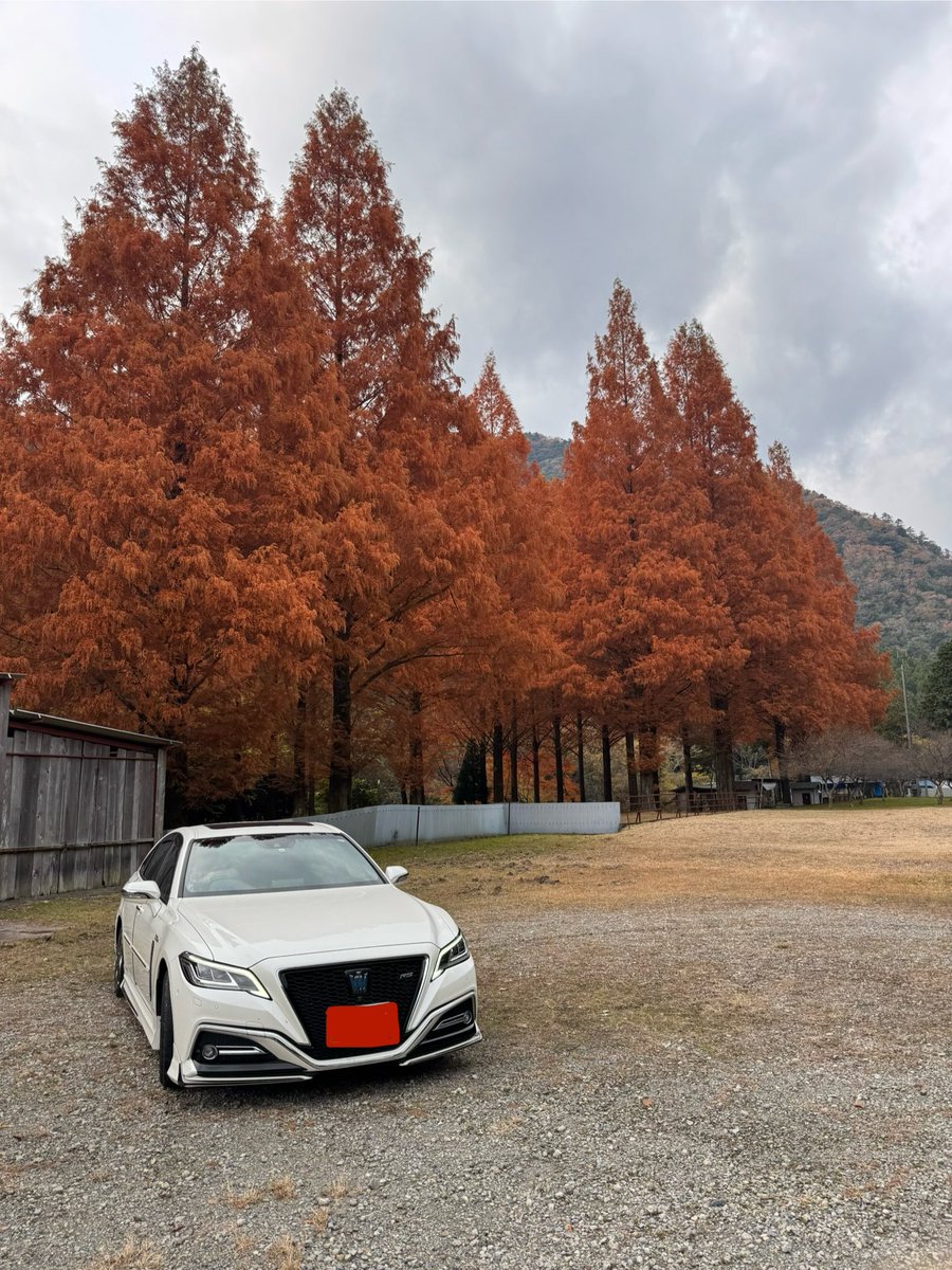 先日、姫路の香寺ハーブガーデンに行く道中で紅葉がとても綺麗だったらしいです。

「らしいです」というのも私は色弱なので紅葉が美しいと感じたことが無いんです😖

本当に紅葉って綺麗なのかな？😭

わかったのはこのメタセコイアだけ🍁🥹