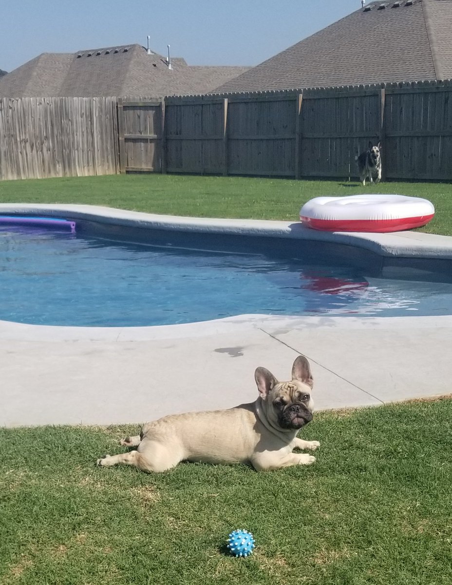 #BestFriends #Tyson #Arkansas #PoolLife #Frenchie #GermanShepherd #Water #Dog