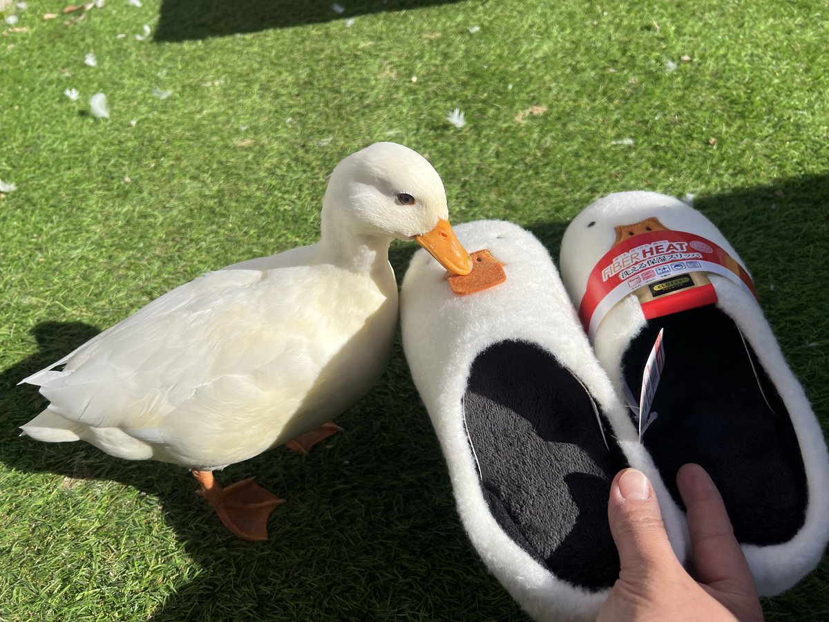 コールダック コールダック