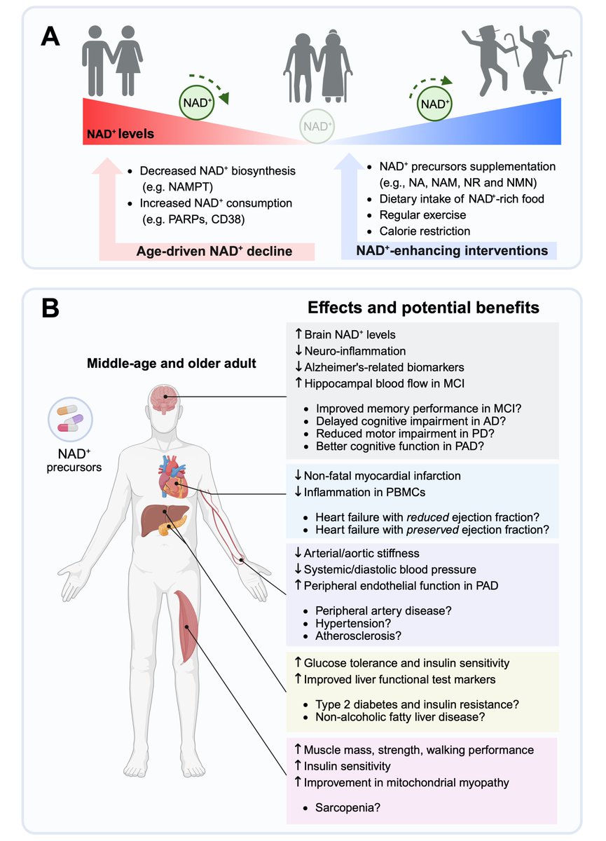 geromedicine's tweet photo. 📢New Review-“Clinical evidence for the use of NAD+ precursors to slow aging”- For longevity science, this is a must-read.

Authors: @SubhashKhatri17 , @Mah_abdellatif and @simon_sedej 

Read full: https://t.co/sAKtgCH3v3 https://t.co/rhMzxJy5J0
