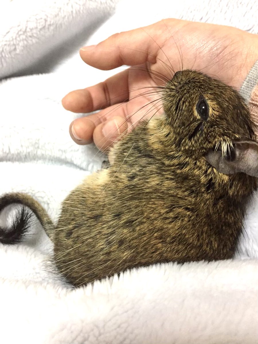 新乃ほぐす tweet media