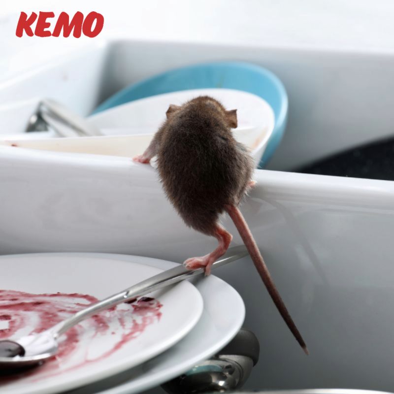 perfectcareio's tweet image. Rats contaminate your home with dangerous pathogens (Salmonella, E. coli). They compromise your family&apos;s health and safety. Secure your fortress now!  #PestControl #PublicHealth #RodentControl #HomeSafety #Kemo