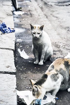 حكم تجويع الحيوانات هو حرام شرعًا ويدخل في باب التعذيب وسوء المعاملة المحرم شرعًا، وقد يوجب العقاب في الدنيا والآخرة
منعنا عنها خشاش الارض و حاربنا من مد يد الاحسان اليها ألا نسمي هذا تجويع؟ 
كلنا مسؤولون أمام الله على هذه الارواح