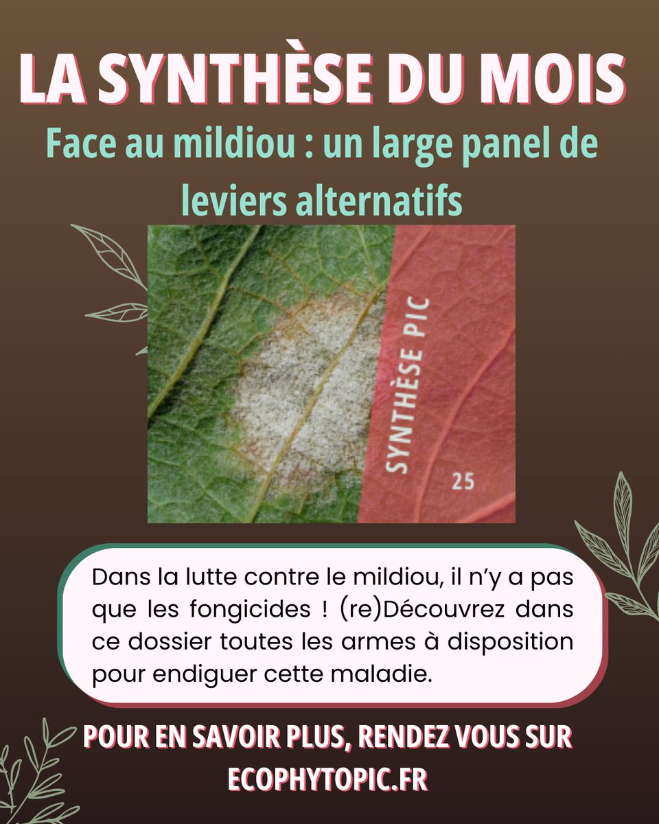 EcophytoPIC tweet media