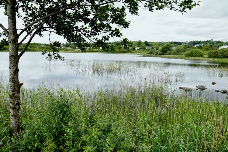 Good #Thursday 4th #December morning from 
beautiful #Donegal 💚💛 

Today's #GoodMorning pic is of Lough Alaan #Stranorlar ~ a lough at the side of a #golf course and beside a holy well.

#loughs #lakes #trees 
#peaceful #happy #calm #nature 
#Ireland .
<a href="/ThePhotoHour/">#ThePhotoHour</a>