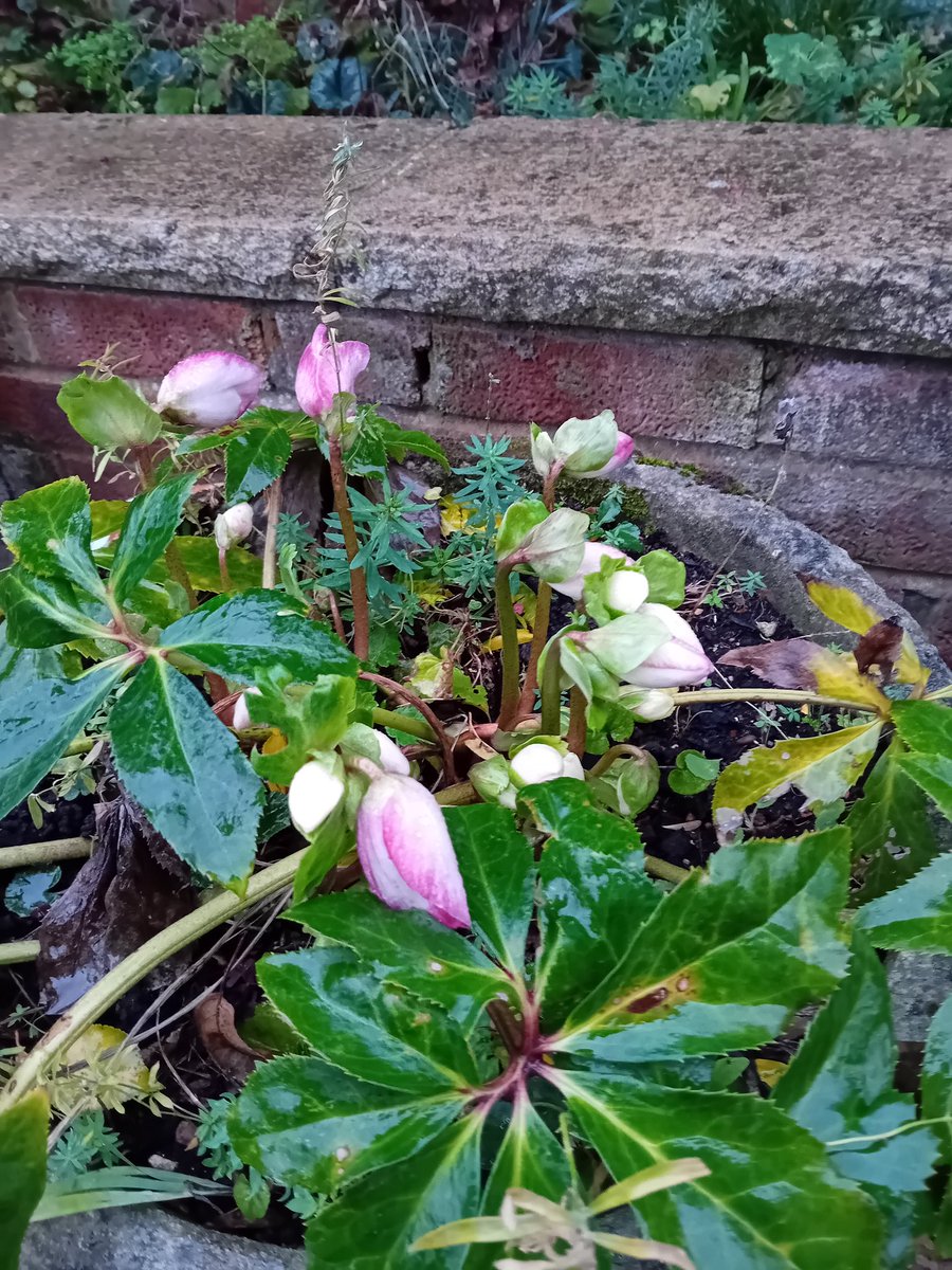 Christmas Rose getting ready to bloom #thankgoodnessforgardens