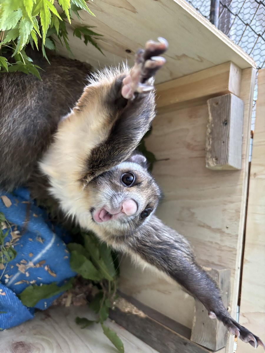 【むむ】｢おはようございまーす🌙｣の時間
のびてからのふぁ～とあくび🥱💓

#ムササビ
#むむ
#小諸市動物園
#リニューアル工事のため休園中