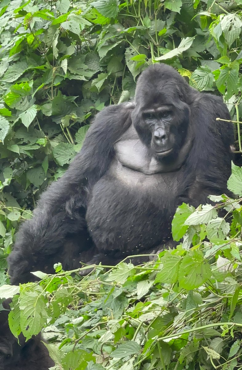 Uganda’s proposal on the establishment of a Great Apes Enforcement Task Force under CITES was unanimously adopted yesterday at CITES COP20 which is underway at Samarkand, Uzbekistan. The proposal highlights the urgent need to protect all great apes. Congratulations Uganda 🇺🇬!