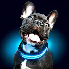 CalmShops's tweet photo. Keep your pup safe on evening walks with our USB rechargeable LED collar! Consistent illumination without frequent battery changes. Just £10.95. A must-have for your dog's gear! #DogSafety #LEDcollar https://t.co/BmqGOO8mmZ https://t.co/ZdI7c6aZmv
