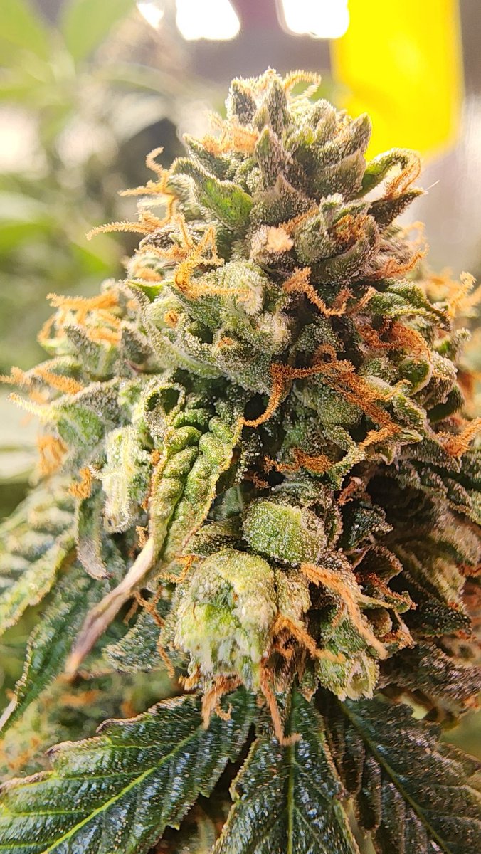 Peanut Butter Breath pheno no 4