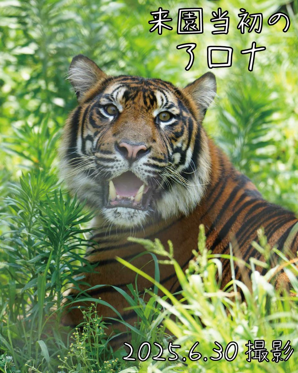 猫田にゃん 猫田にゃん (@hidetake23) / Posts / X