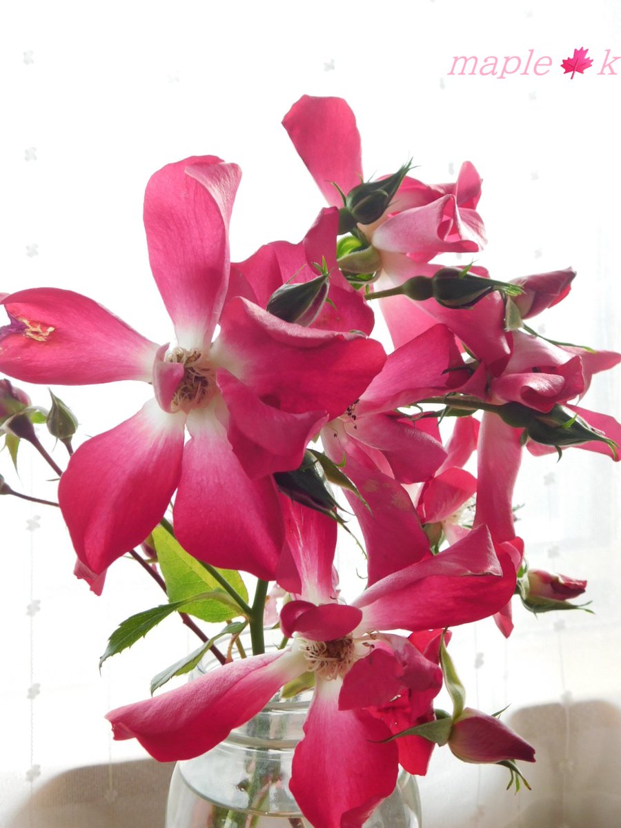 メープル 楓 (@DaNDVp2i9V1F857) / Posts / X